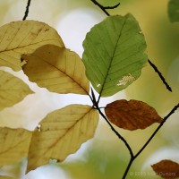 /album/macro/frida-dumont-img-4477-jpg/